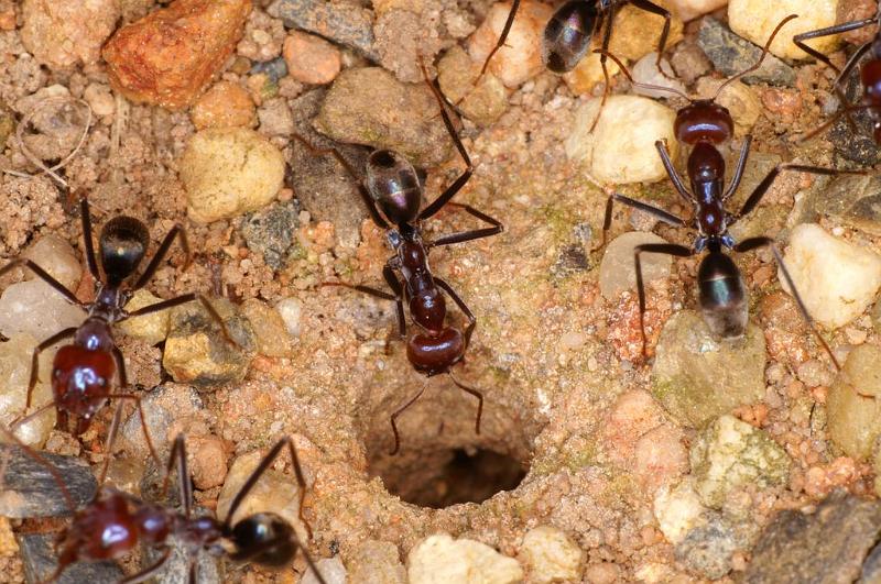 Iridomyrmex_purpureus_D7114_Z_91_Camping near sewage_Australie.jpg